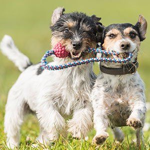 Dog Socialization — Dogs Biting Their Chew Toy in Amherst, NH