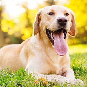 Dogs — Dog Laying on Grass in Amherst, NH