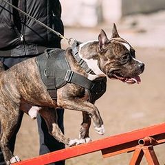 Dog Training — Training a Pitbull in Amherst, NH