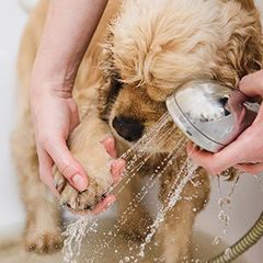 Grooming — Bathing Puppy in Amherst, NH