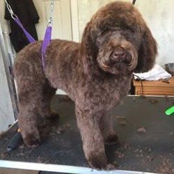 fluffy brown dog