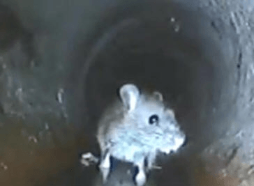 Rat Blocking Drain