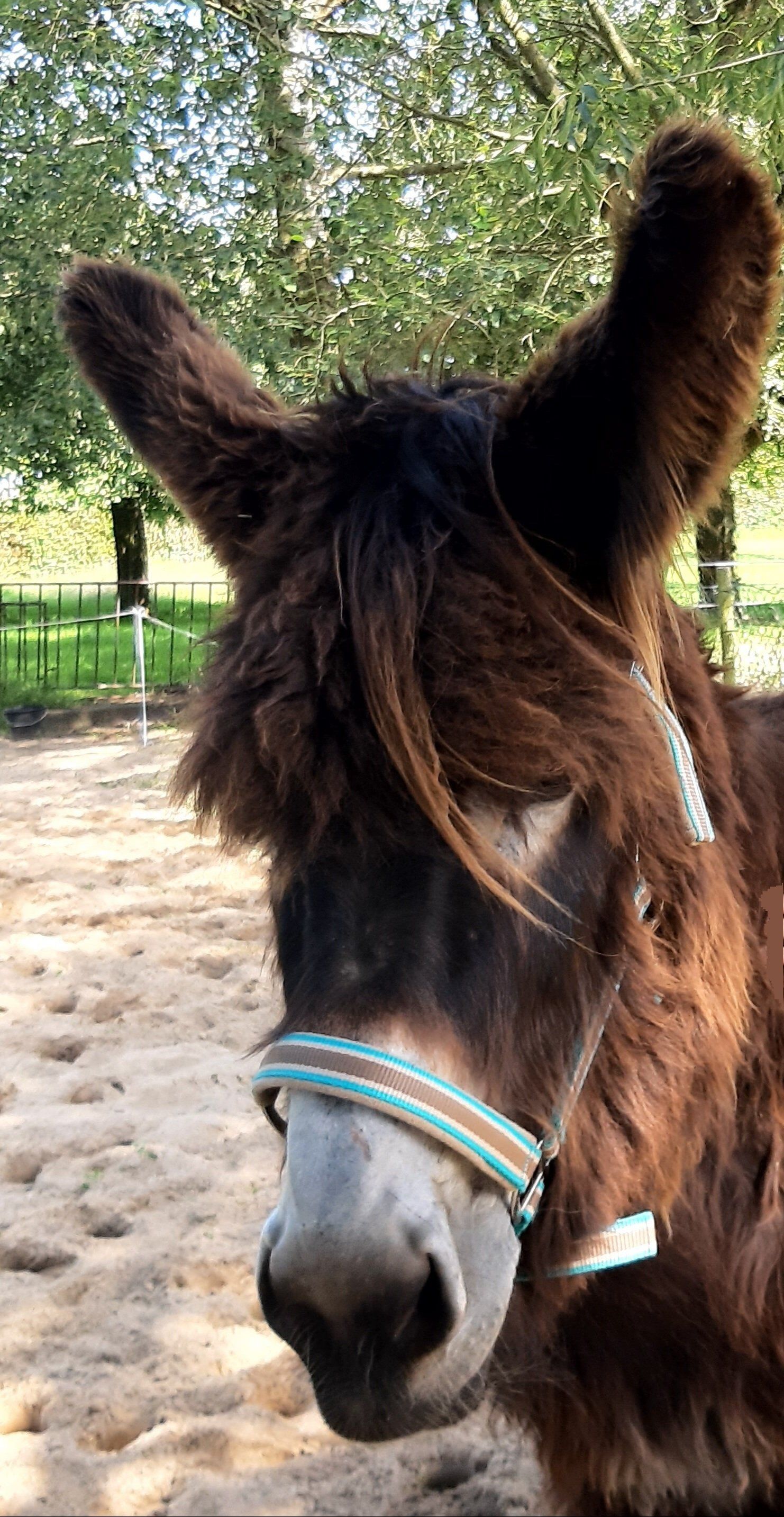Een ezel staat in de modder en kijkt naar de camera.