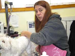 dog at the pet gromming — pet grooming in Dallas, dog at the pet gromming — pet grooming in Dallas,