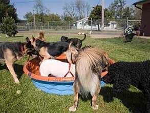 dogs outside — pet grooming in Dallas, dogs outside — pet grooming in Dallas,