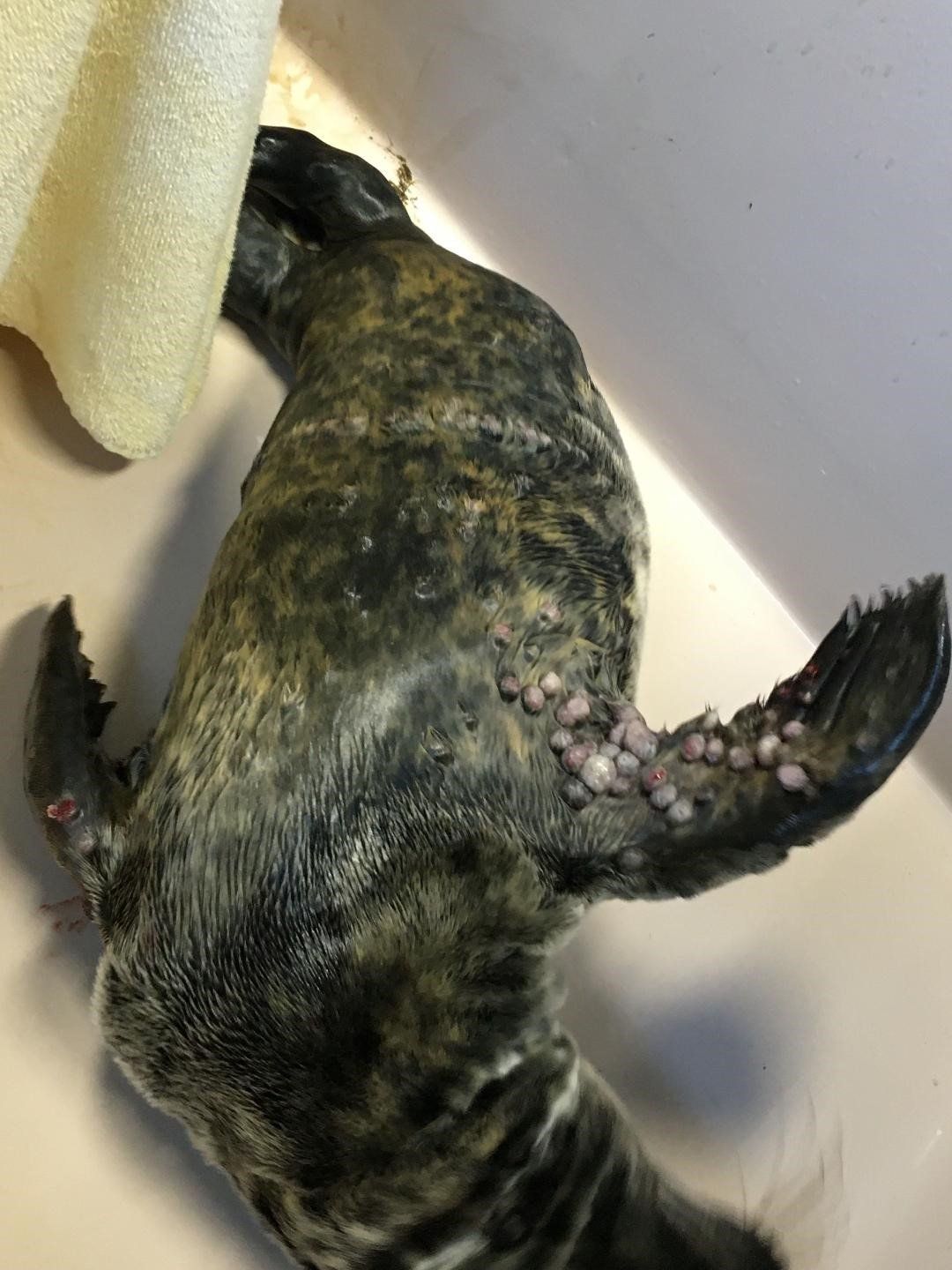 Pox Virus Pinniped