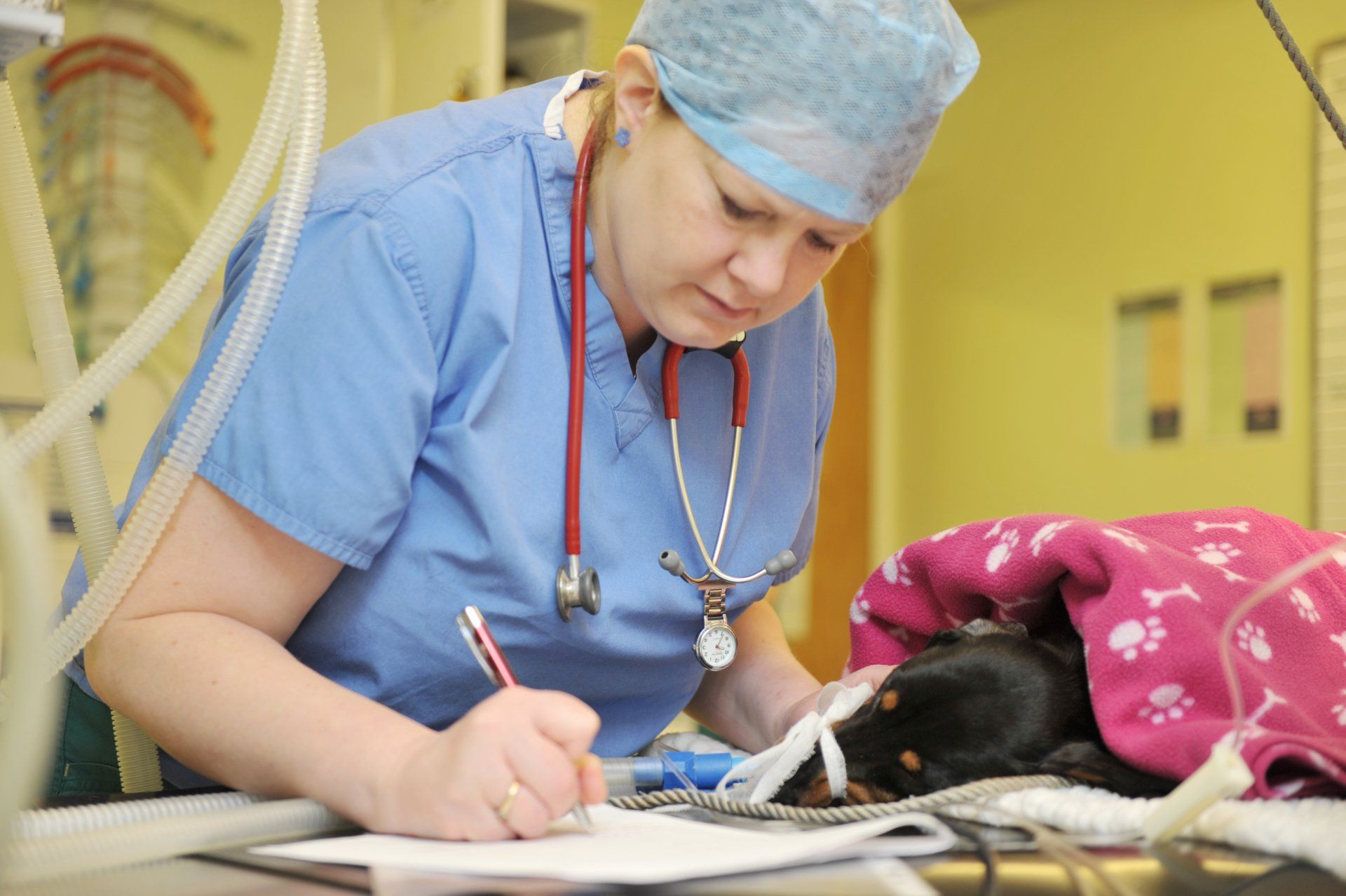 Dog being treated Nurse Nikki Gudgin records information during anaesthetic