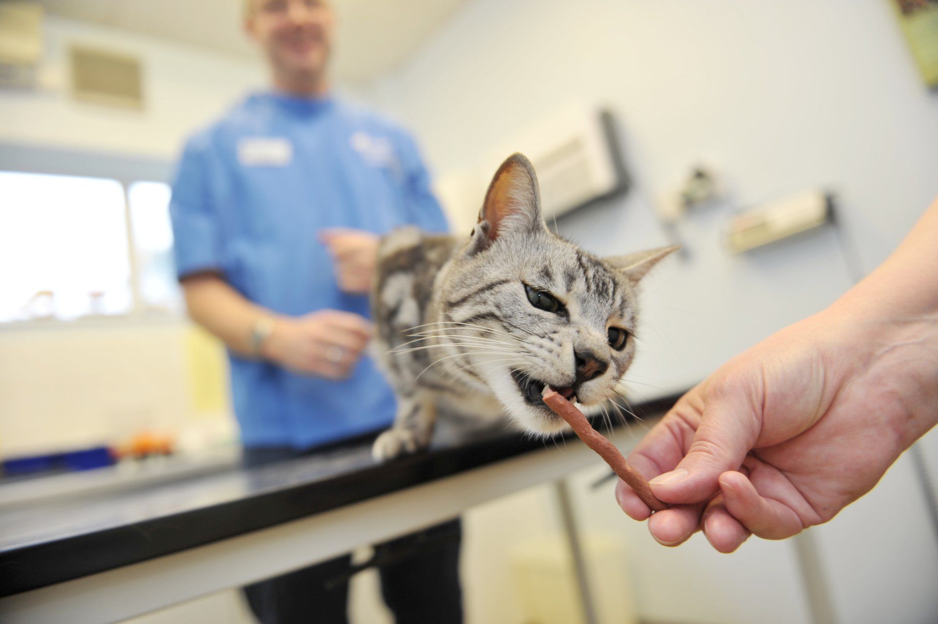 Kitten gets a treat Kitten getting a treat from the owner whilst vet Tom Wateworth looks on