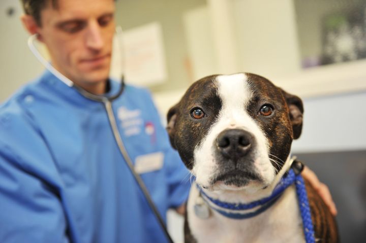 Our Vet Ian Taylor treats a bull terrier dog