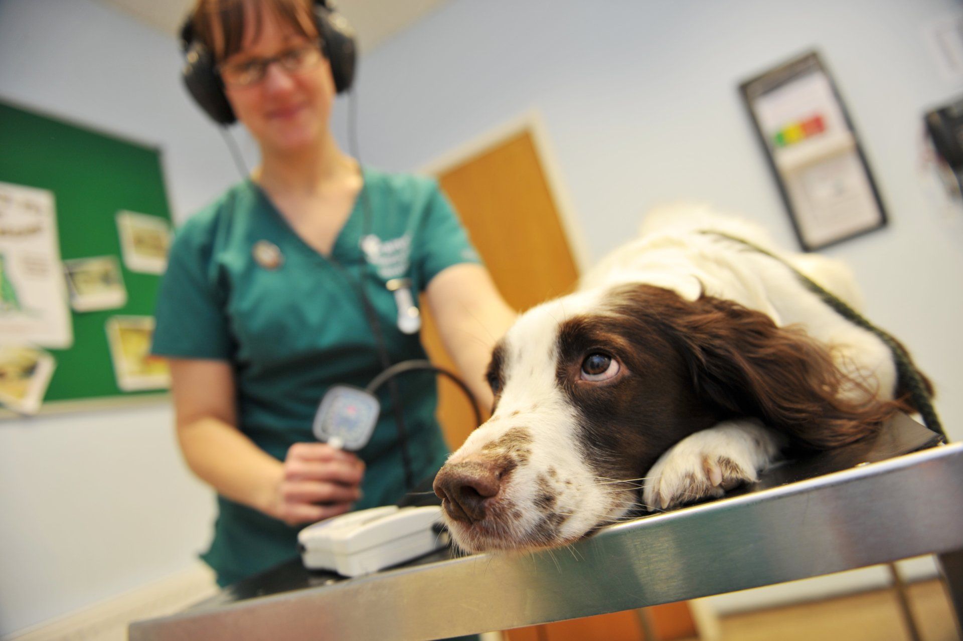 Dog having blood pressure taken Nurse Emily records blood pressure on a dog
