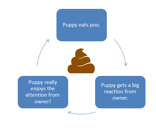 Poo eating cycle