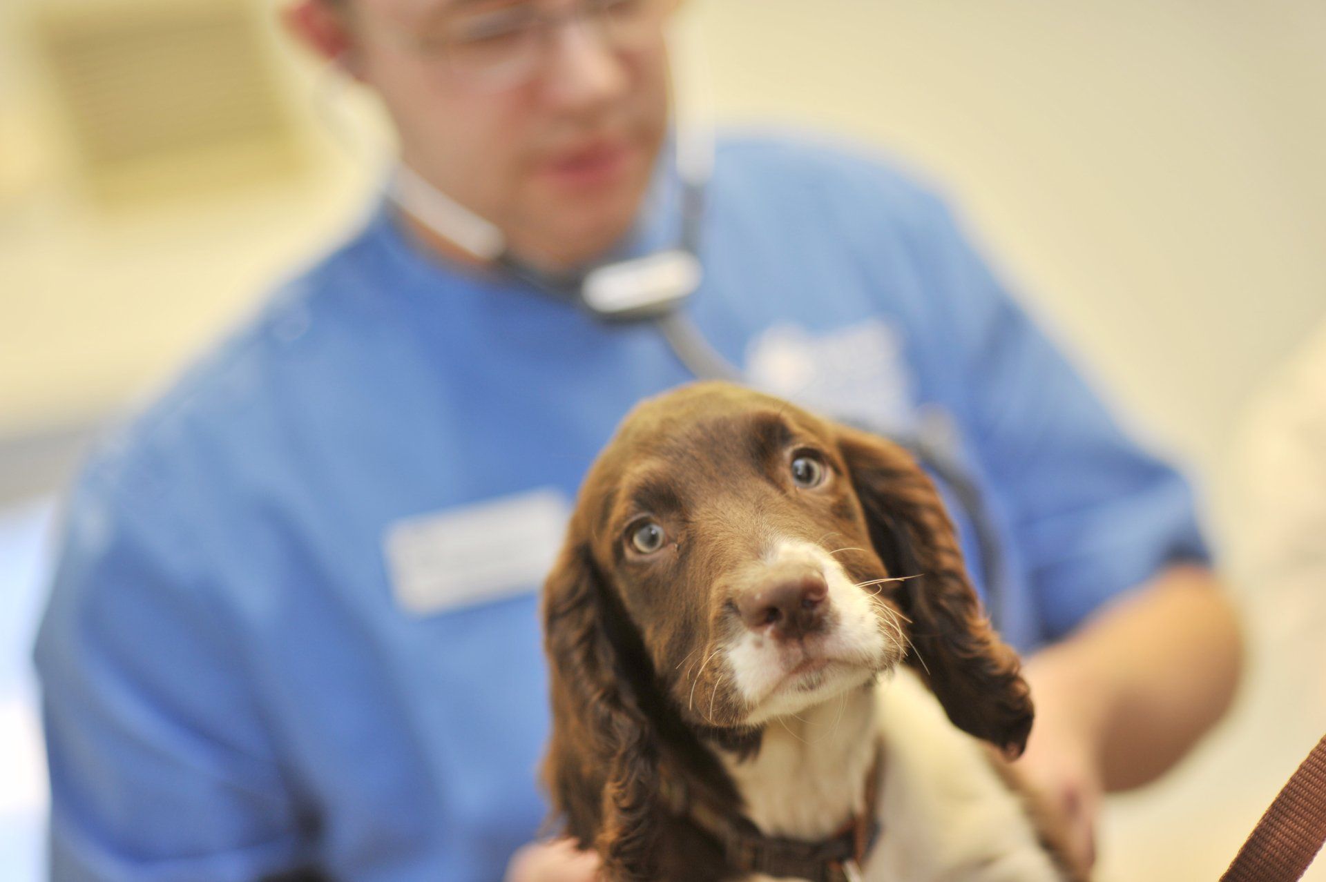 Puppy being examined Vet Tom Waterworth examining a new puppy as part of the Junior club