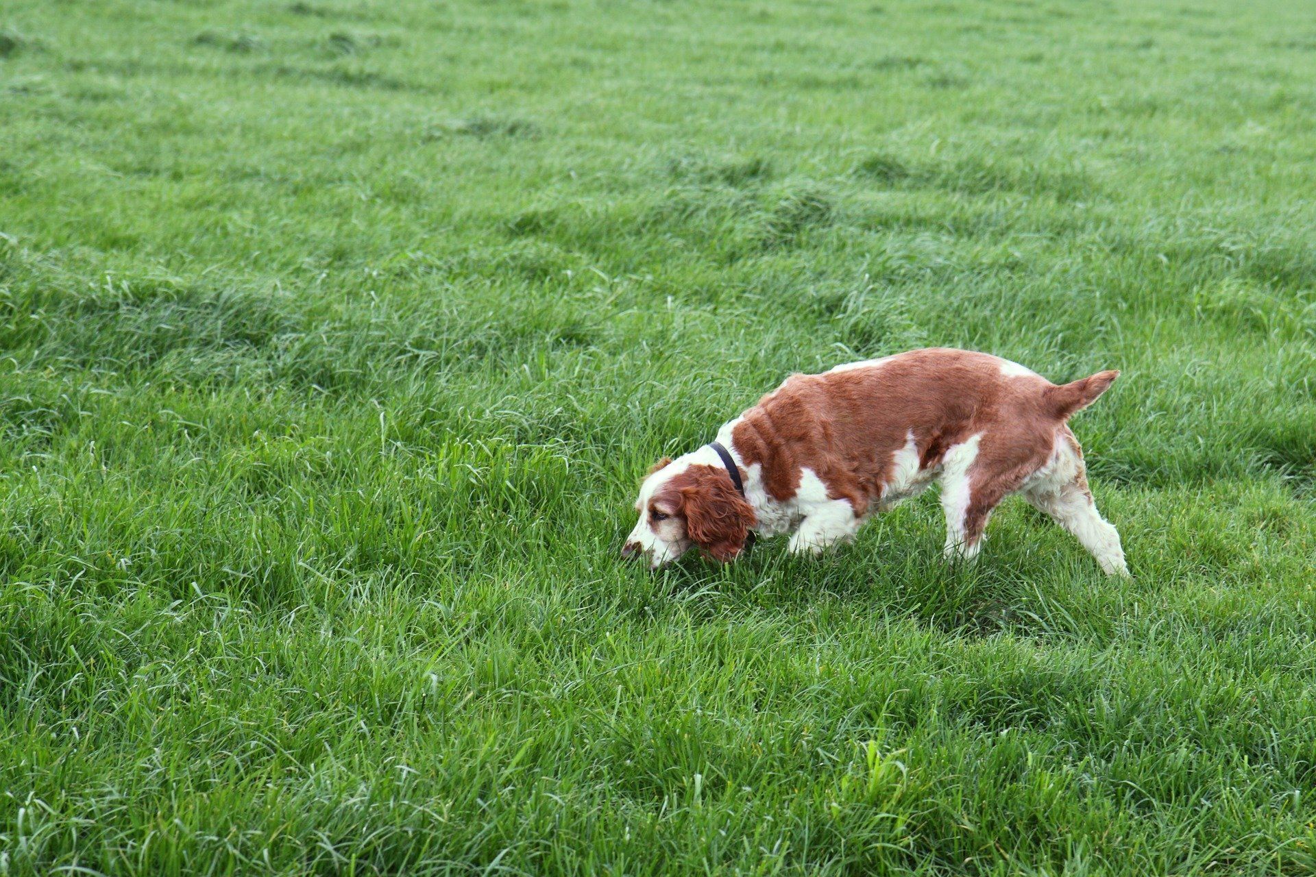 Dogs can pick up lungworm from areas where slugs and snails have been.