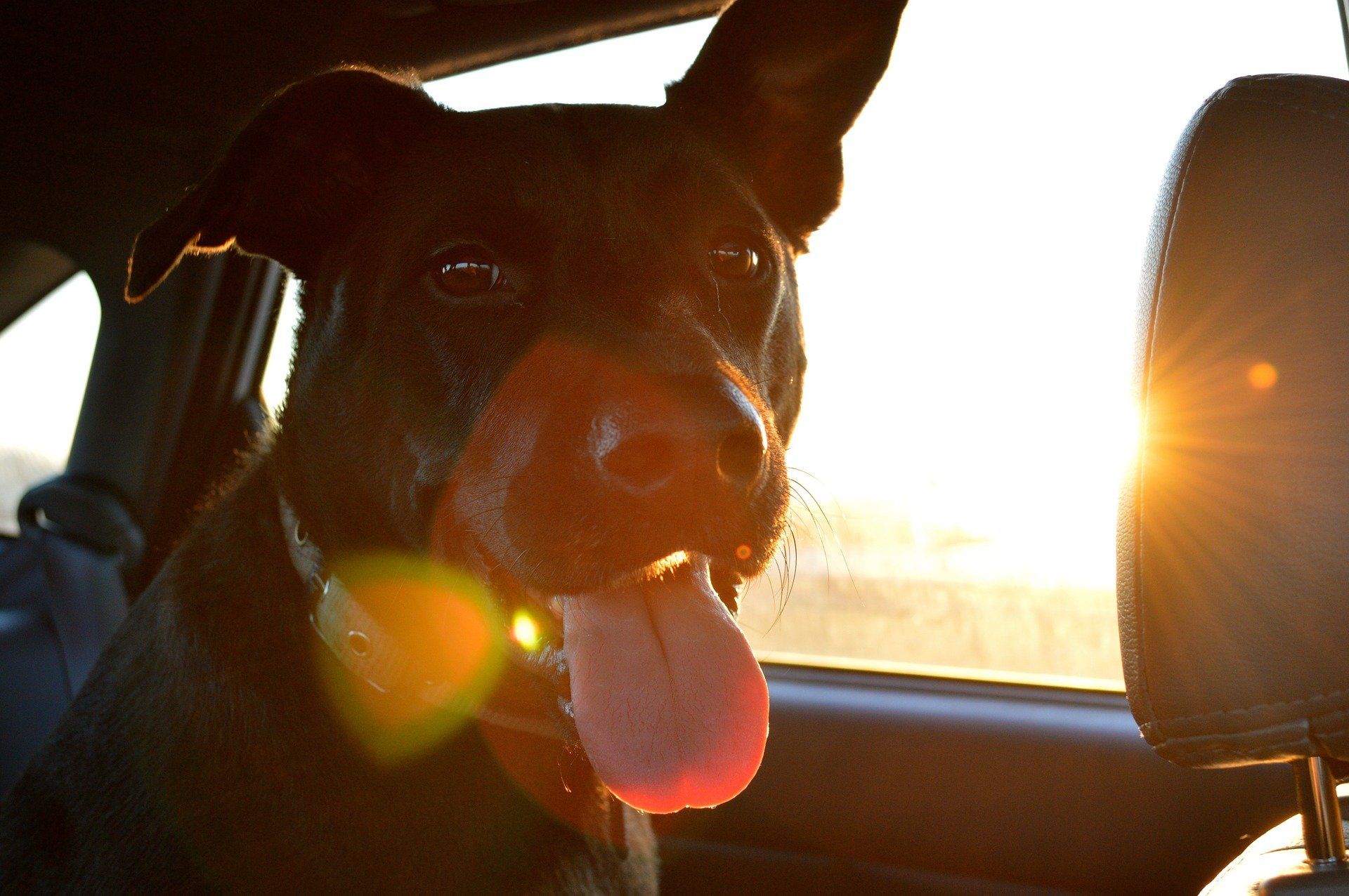Dog sitting happily in the back of a car