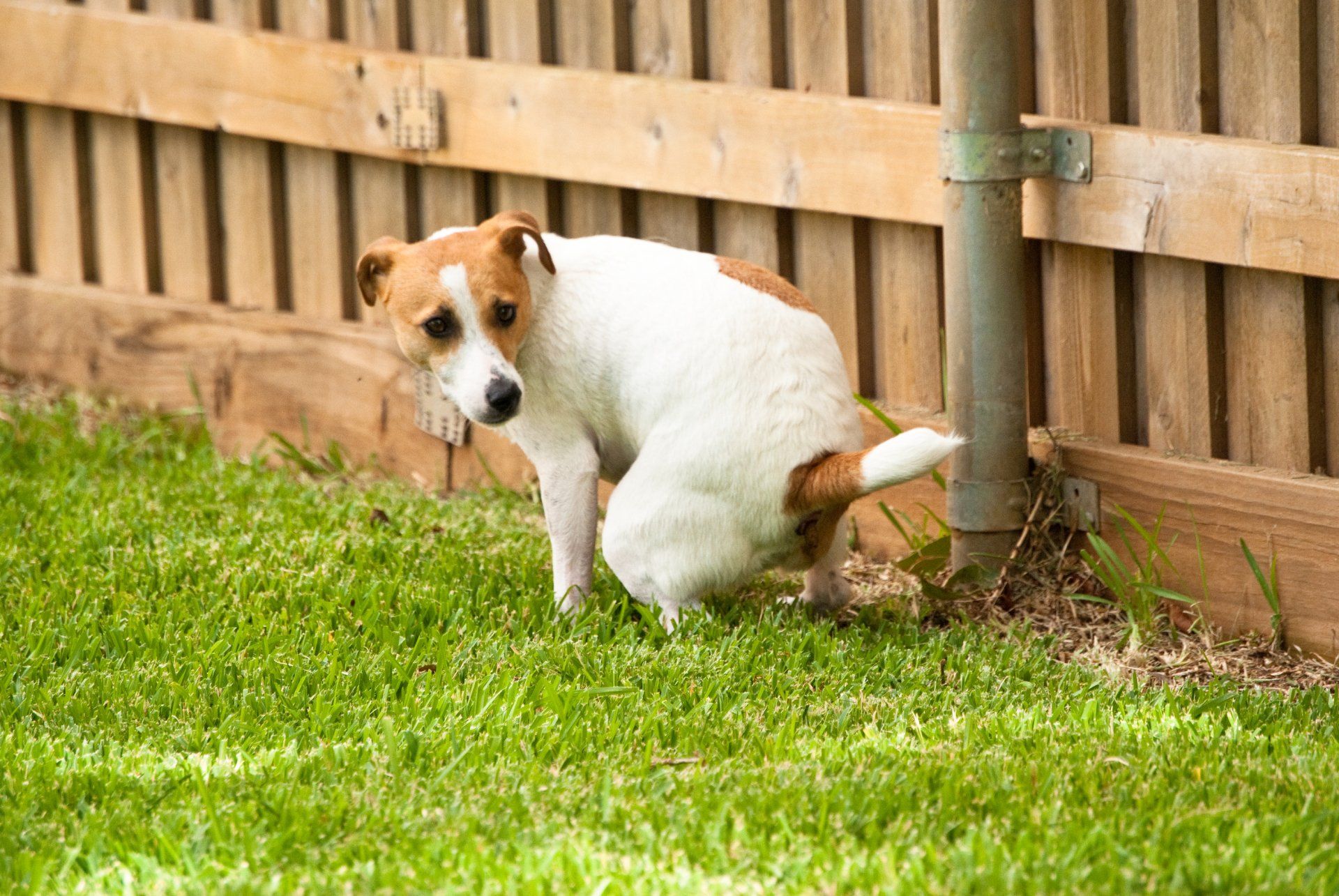 Dog doing a poo on grass