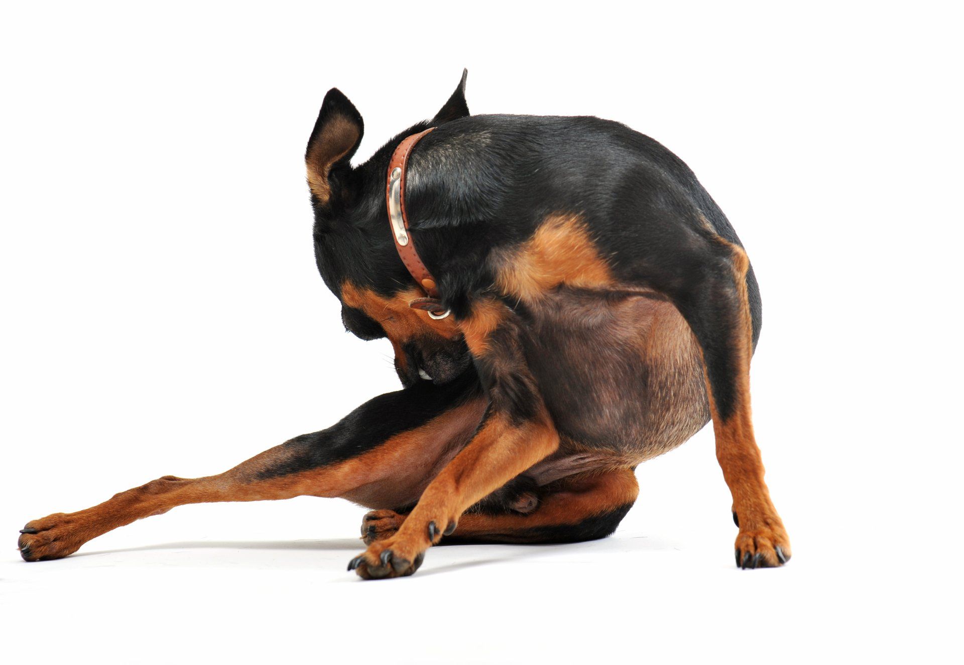 Itchy dog Dog scratching due to fleas
