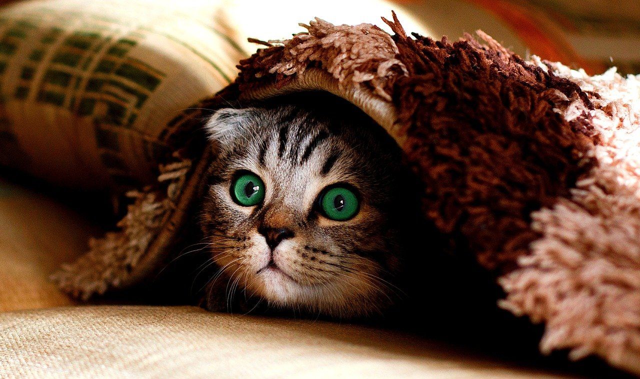 Cat hiding under blanket whilst scared Scared Cat hiding under blanket