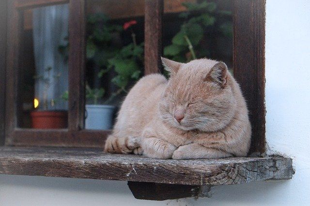 Cat sleeping on Window Cat sleeping on Window