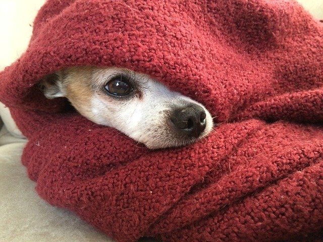 old and cold dog under blanket old cold dog under blanket