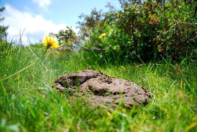 Cow pat.  Bovine faeces on the grass.