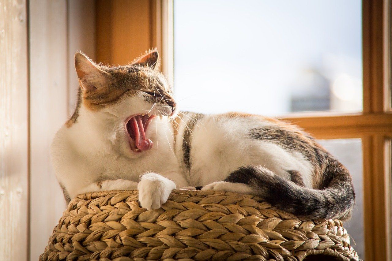 Yawning Cat on a basket Bored cat yawning