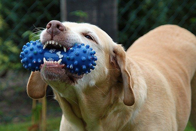 Dog with toy in mouth Dog with toy in mouth