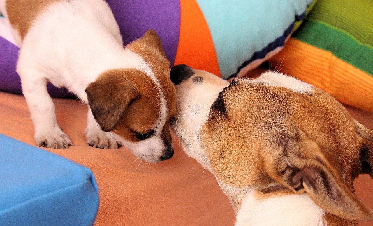 Jack Russell Puppy with its mother