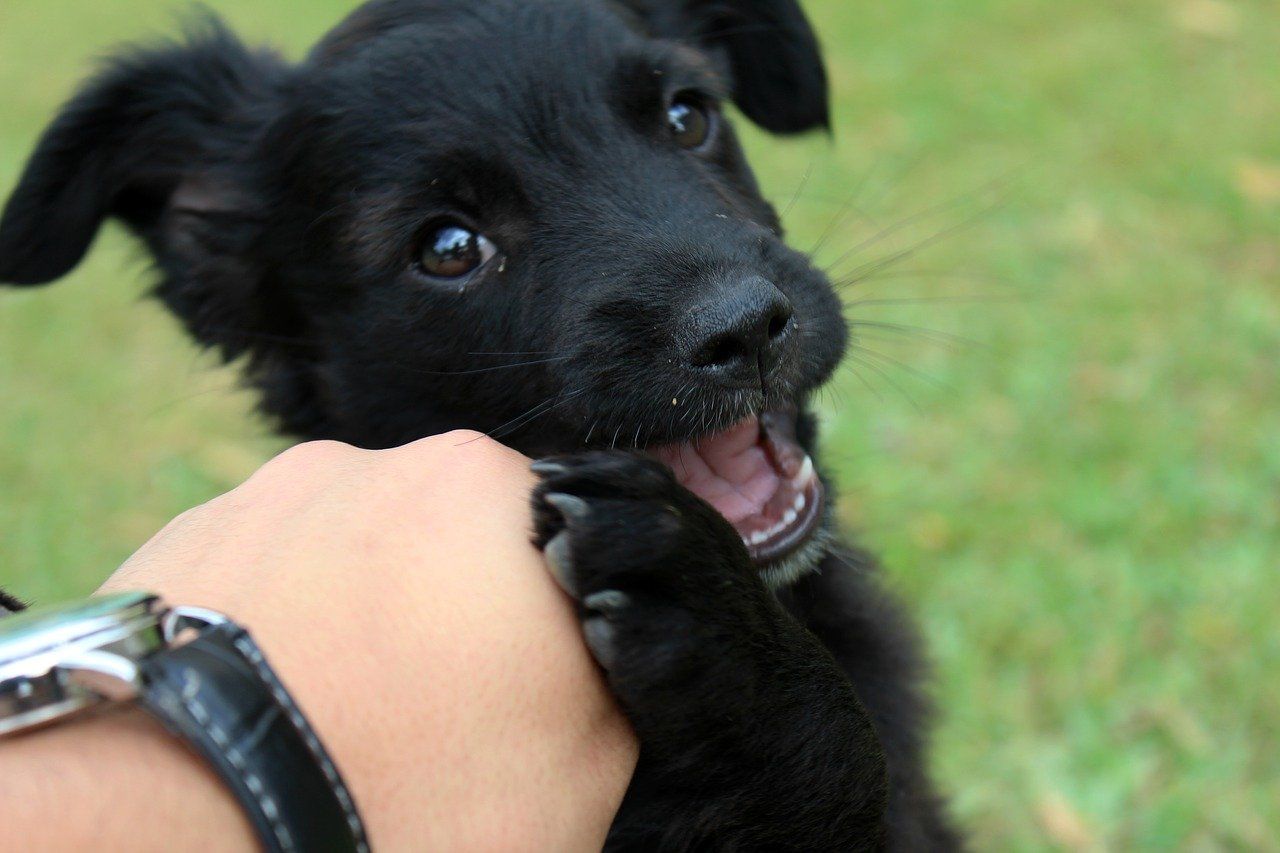 Puppy playing with an owners hand Pandemic Puppies