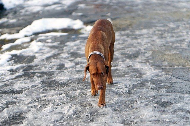 dog walking on ice Dog walking on ice