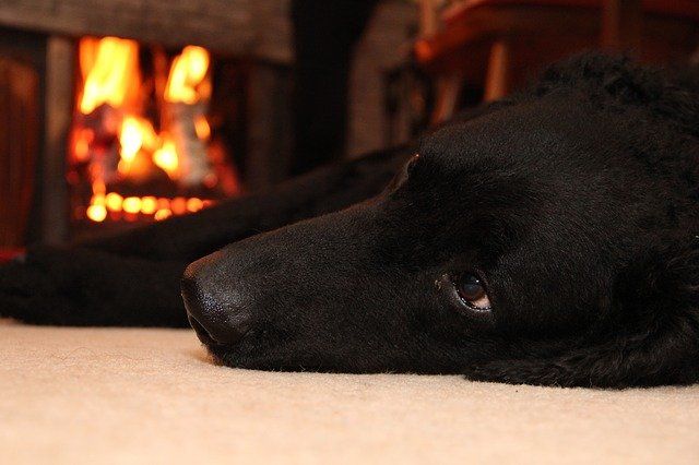 dog lying by a warm fire dog relaxing by the warm fire