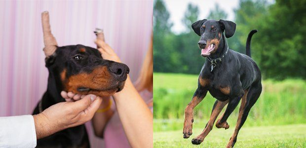 Doberman with cropped ears versus normal one Doberman with cropped ears versus normal one