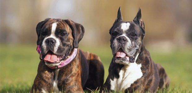 Mastiff breeds are commonly affected Mastiff breeds are commonly affected
