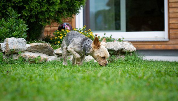Dog sniffing grass Dog sniffing for treat on the lawn