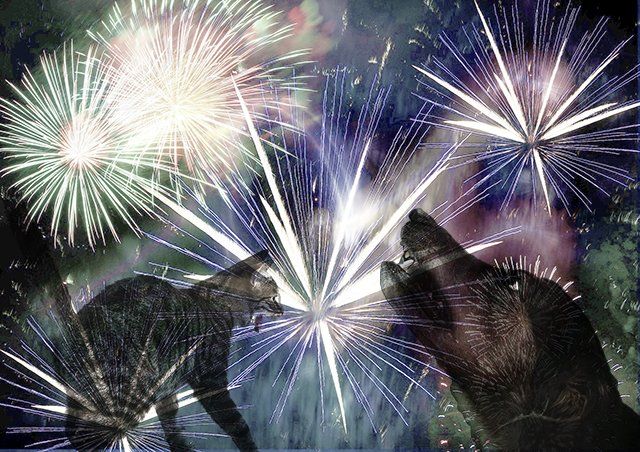 Dogs and Cats frightened of fireworks Dogs and Cats frightened of fireworks