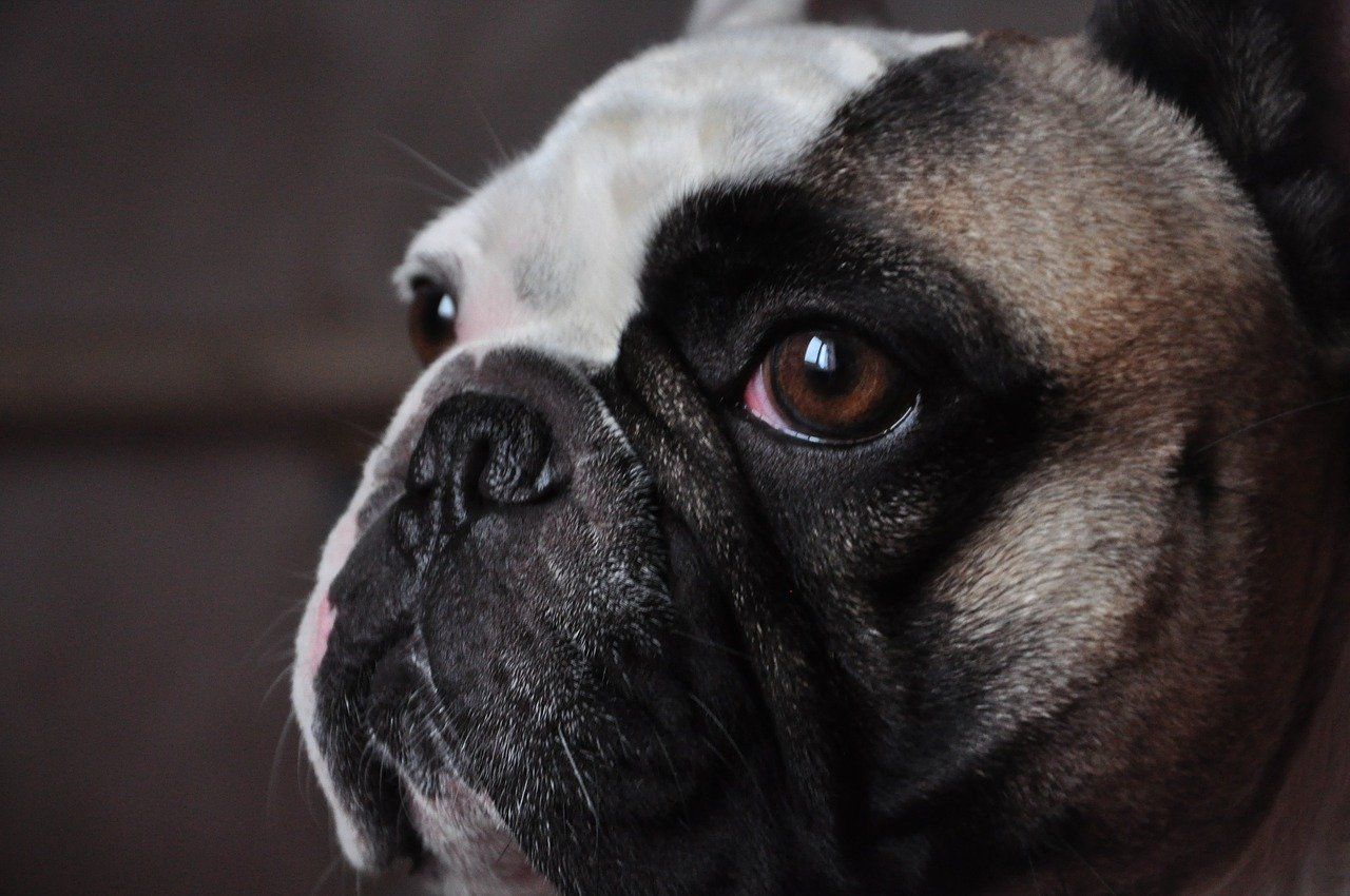 These animals can often suffer during their life due to extreme difficulties with breathing.