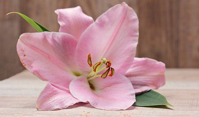 Lilies Lilies are harmful to cats