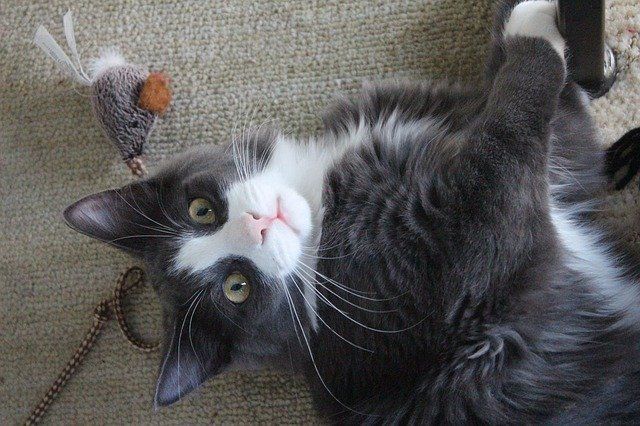 Kitten playing with a toy Kitten playing with a toy