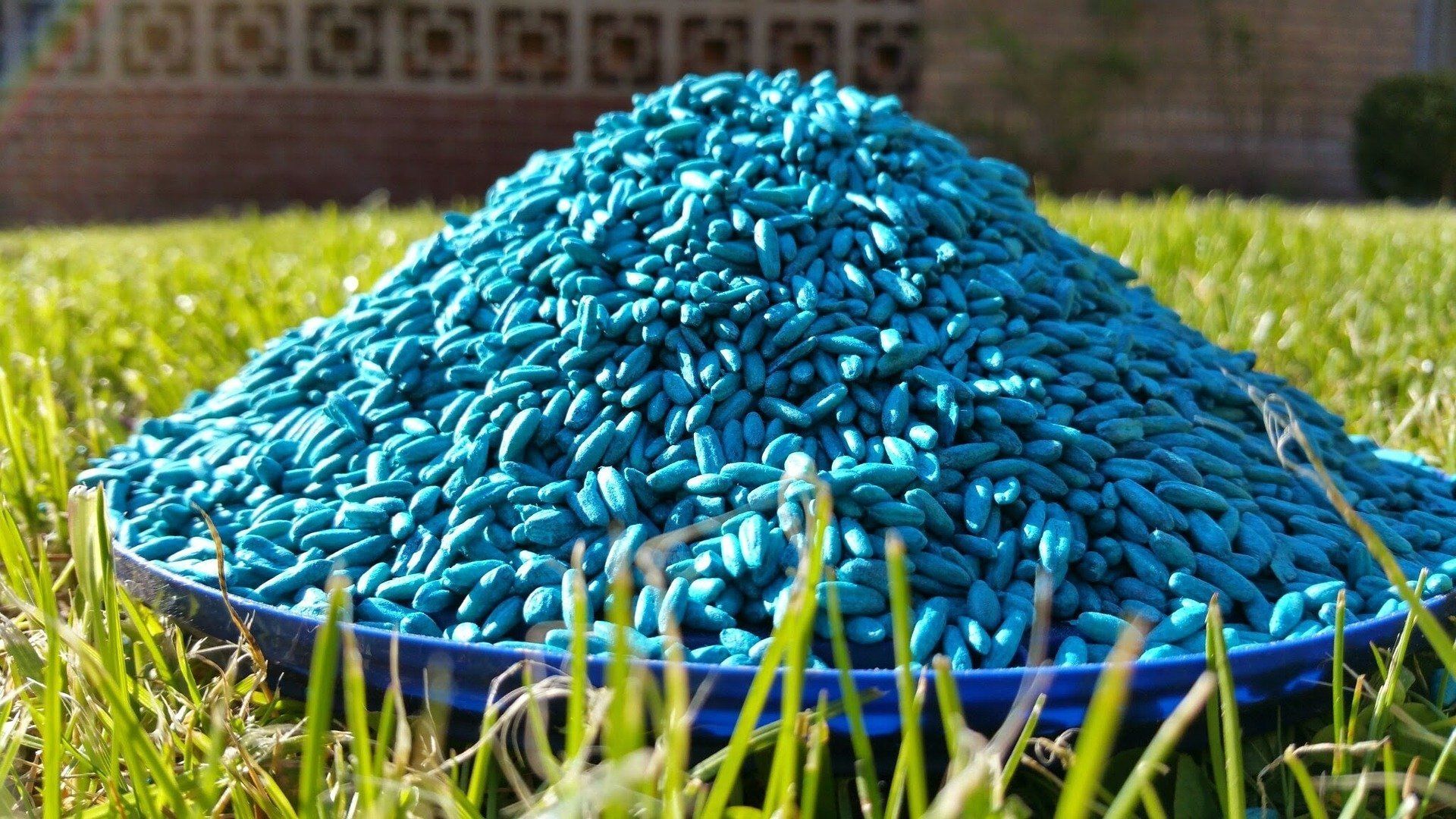 Pile of rat bait on a plate.