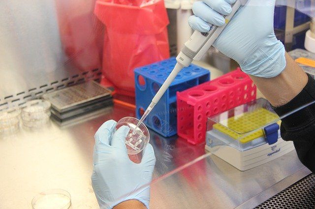 Laboratory and agar plate Pathologist plates bacteria onto agar plate