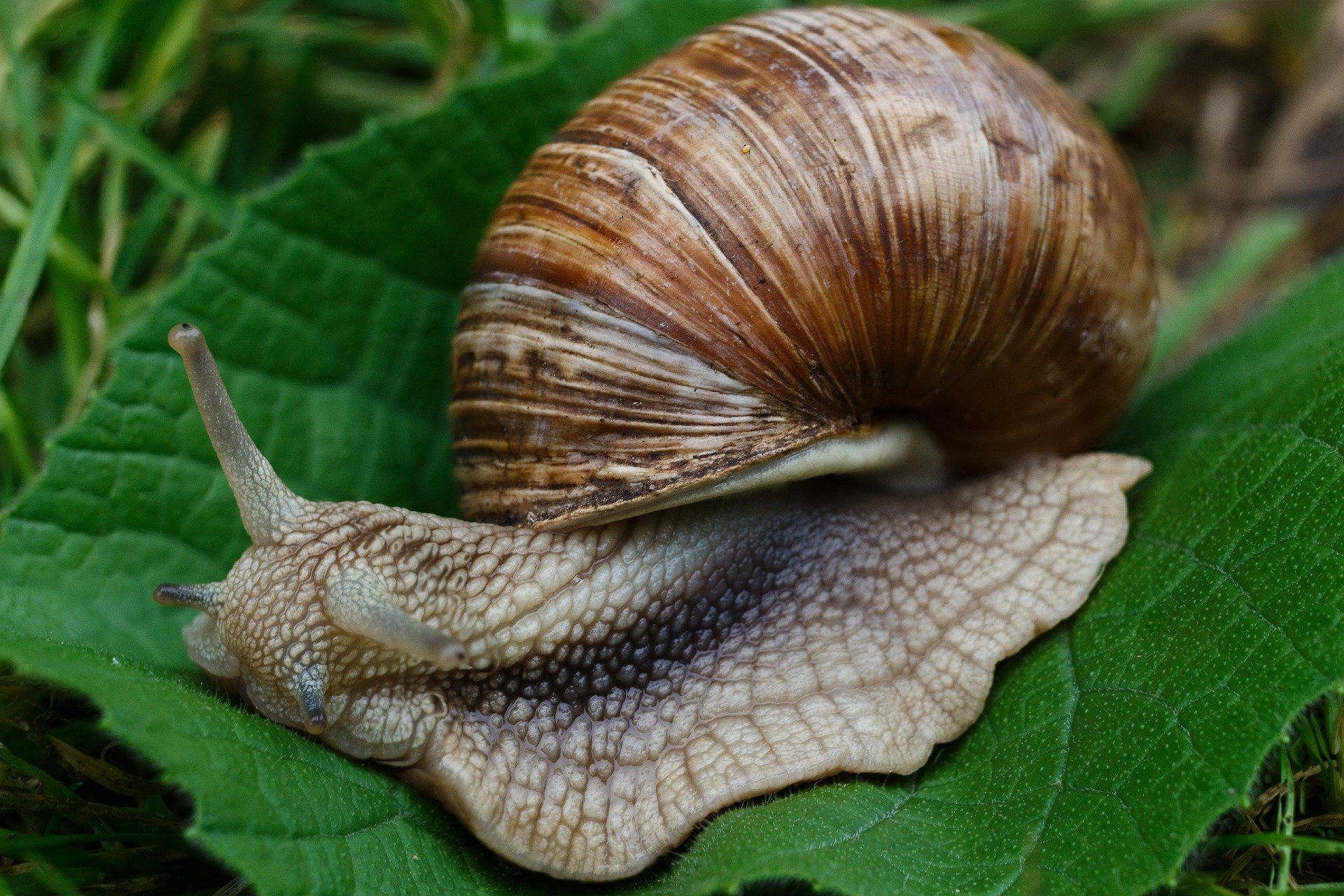 Snail on a leaf