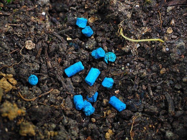 Slug Bait Blue slug bait pellets lying in the soil