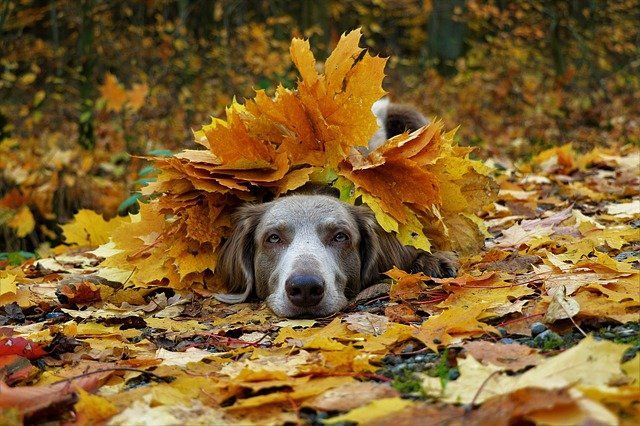 Dog covered in autumn leaves Dog covered in autumn leaves
