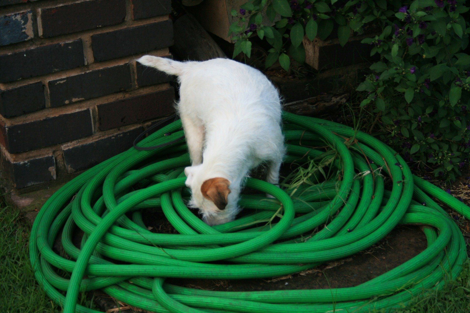Dogs sniffing around farm buildings are more at risk