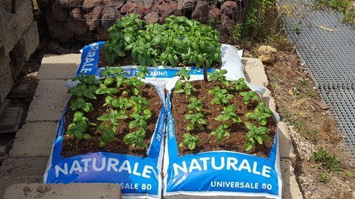 Piantine per giardino