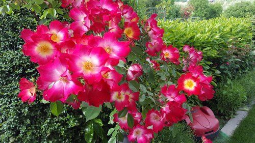 Fiori per giardino