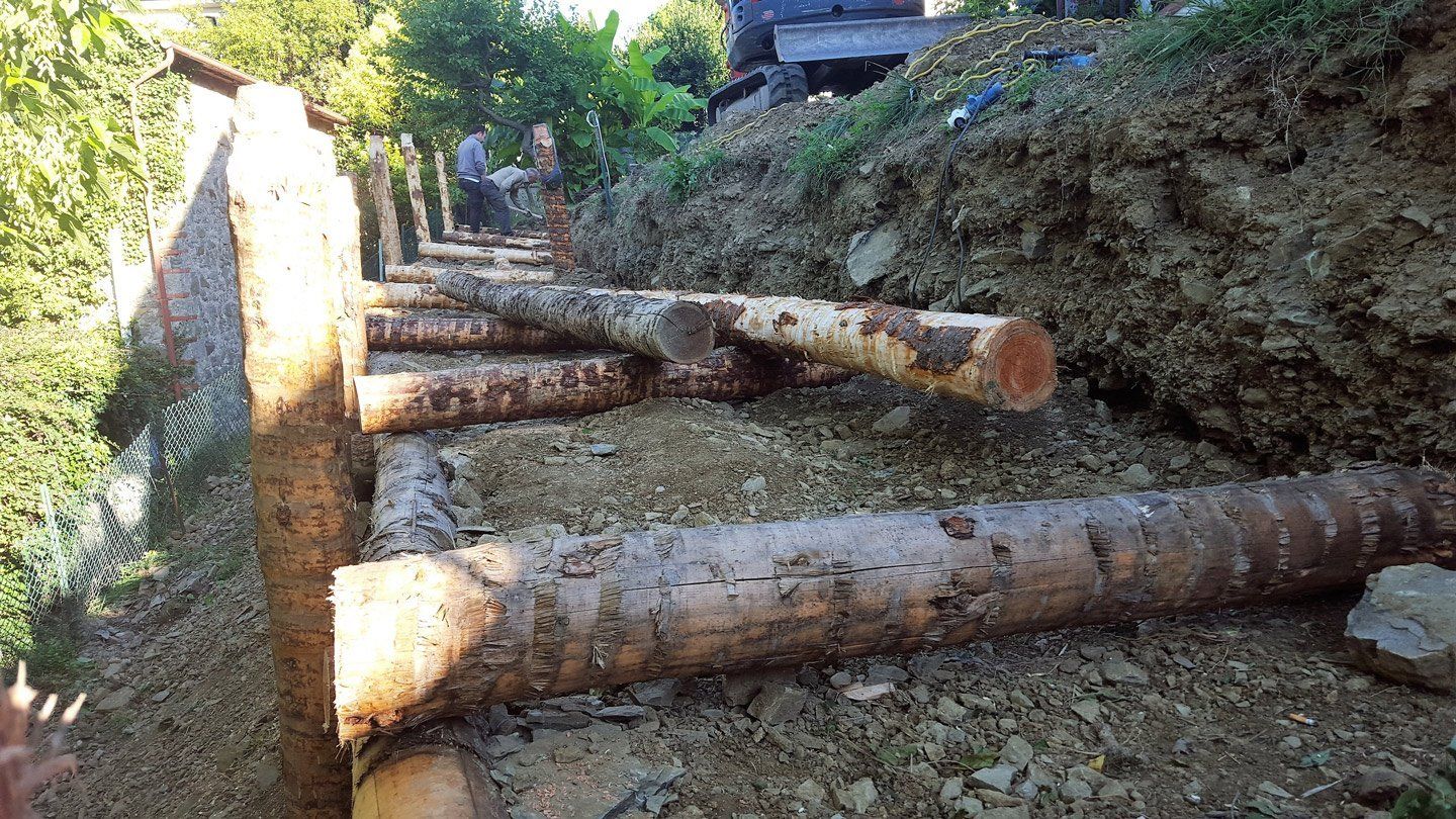 tronchi di alberi