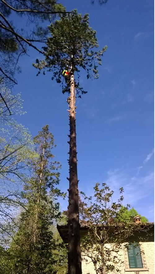 albero prima della potatura