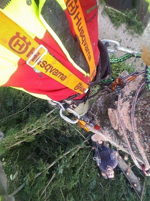 Operaio durante la potatura di un albero