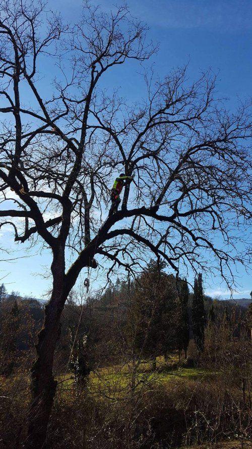 Operaio che pota alcuni alberi