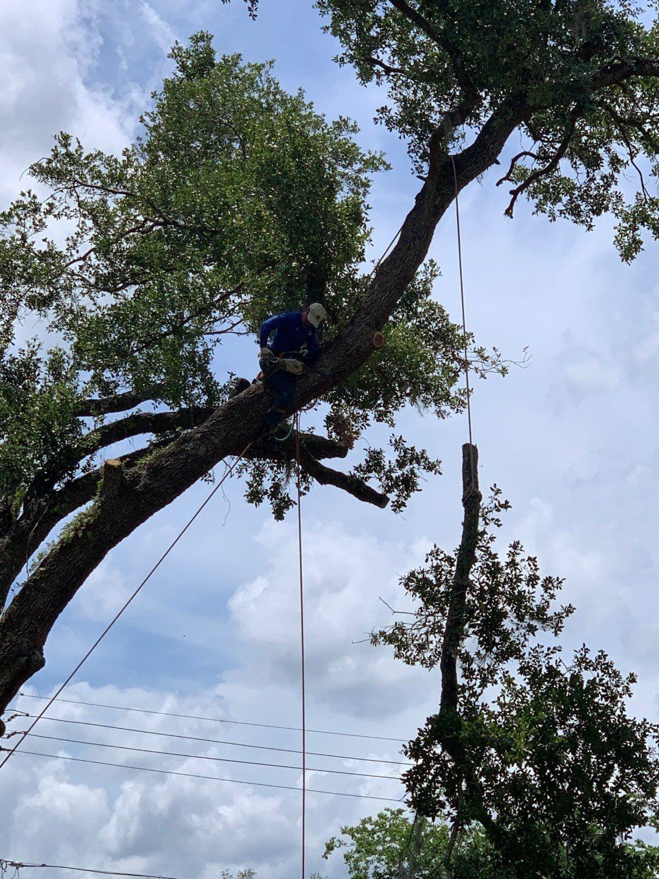 A tree service worker on a tree branch, sawing a section off.  Sky with clouds in the background.